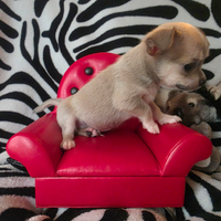Chihuahua Maschio pelo raso vero toy 70 gg