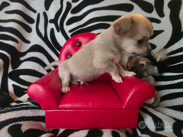 Chihuahua Maschio pelo raso vero toy 70 gg