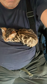 Cuccioli Bengala 3 mesi