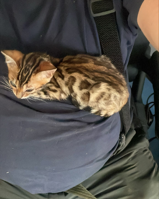 Cuccioli Bengala 3 mesi