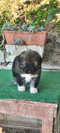 Cane da pastore del Caucaso pedigree ENCI,/