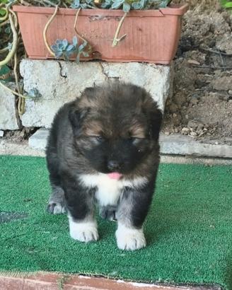 Cane da pastore del Caucaso pedigree ENCI,/