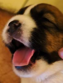 Jack Russell cuccioli