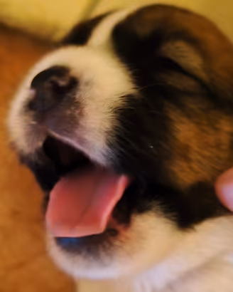 Jack Russell cuccioli