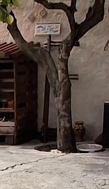 Trespiti antichi siciliani