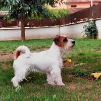 Jack Russell per MONTE