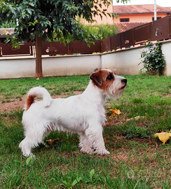 Jack Russell per MONTE
