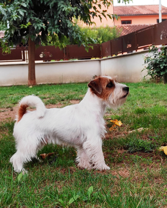 Jack Russell per MONTE