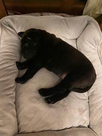 Cucciolo di shar pei