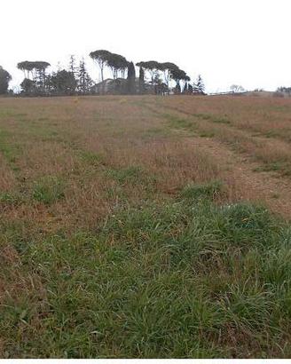 RGE 87/2024 Trib Urbino