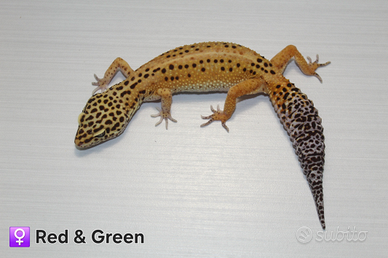 Geco leopardino