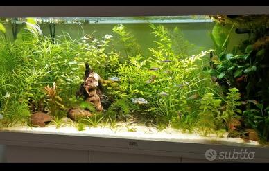 piante per acquario 