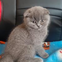 Cucciola scottish fold