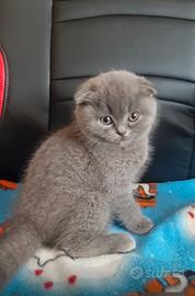 Cucciola scottish fold