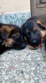 Pastore tedesco cuccioli