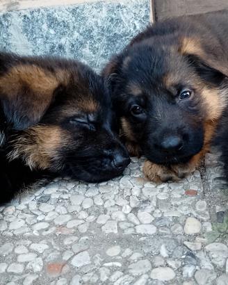 Pastore tedesco cuccioli