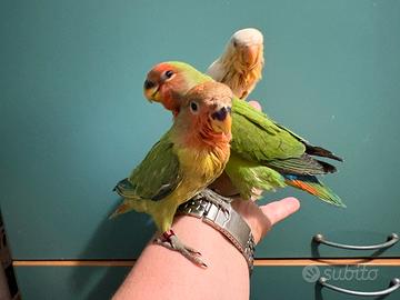 Inseparabili allevati a mano