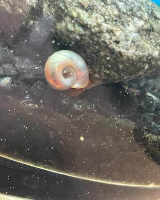Lumaca planorbarius rosa/rossa giovane