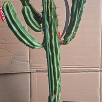 Myrtillocactus Geometrizans crestato