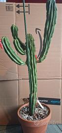 Myrtillocactus Geometrizans crestato