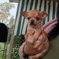 Mini chihuahua toy maschio