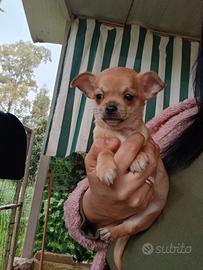 Mini chihuahua toy maschio