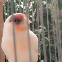 Incardellato pezzato