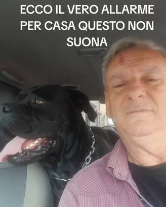 Cani corso puri