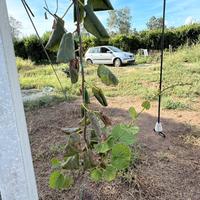 Piante kiwi actinidia Soreli