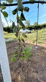 Piante kiwi actinidia Soreli