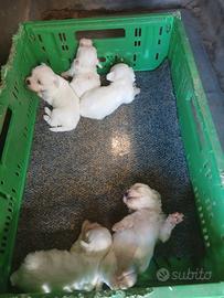 Maltese toy