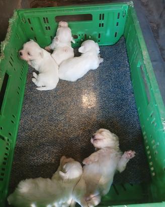 Maltese toy