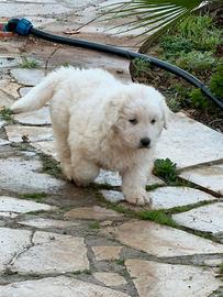 Cucciolo di Pastore Maremmano Abruzzese