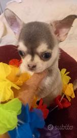 Chihuahua colorazione haschy