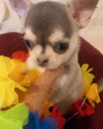 Chihuahua colorazione haschy