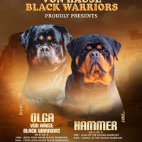 Cuccioli di rottweiler con super pedigree