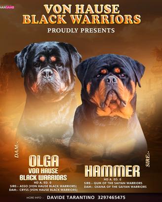 Cuccioli di rottweiler con super pedigree