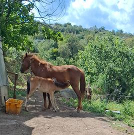 Cavalla con puledro