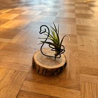 Porta tillandsia idee per regali