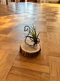 Porta tillandsia idee per regali