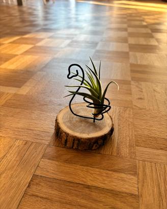 Porta tillandsia idee per regali
