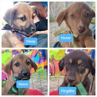 Cucciolini beige e cioccolata