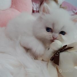Gattini Angora/persiano
