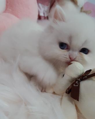 Gattini Angora/persiano