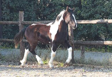 Draft Horse puledro 2025