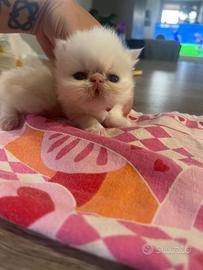 Gatto persiano