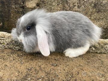 Coniglio Ariete nano