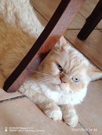 Persiano