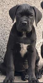 Cuccioli cane corso