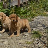 Golden retriever 100% Americani